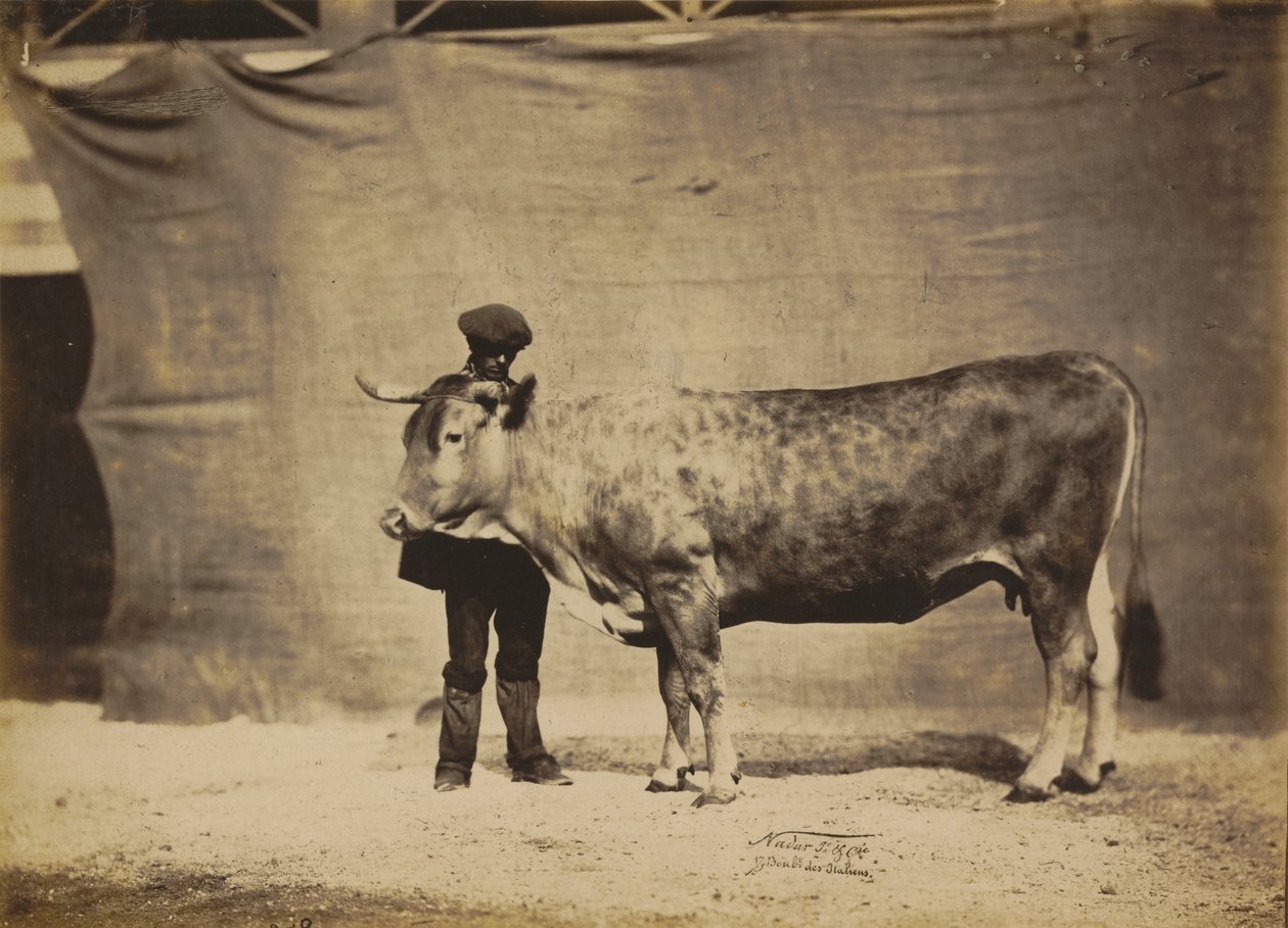 Vache Garonnaise, âgée de 5 à 6 ans, 1856 - Adrien Alban Tournachon