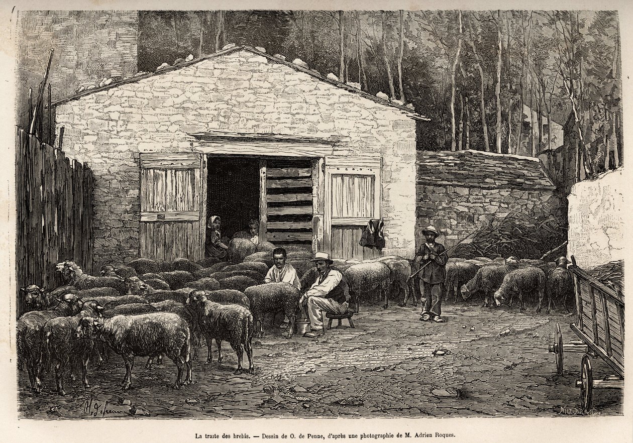 Le commerce des moutons, tout le personnel de la ferme était employé à cette tâche, garçon, serviteur, sous la supervision du berger, gravure d