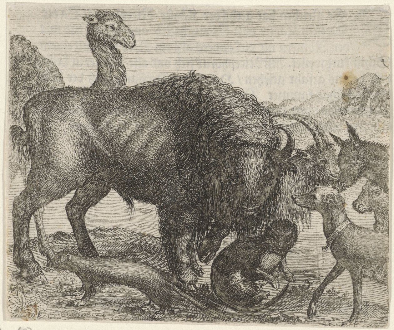 Fable du bison et des autres animaux - Egidius  Sadeler (II)