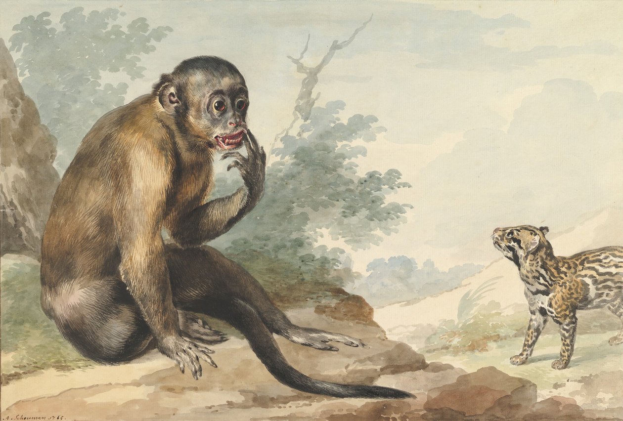 Un singe assis sur un rocher regardant une civette, 1764 - Aert Schouman