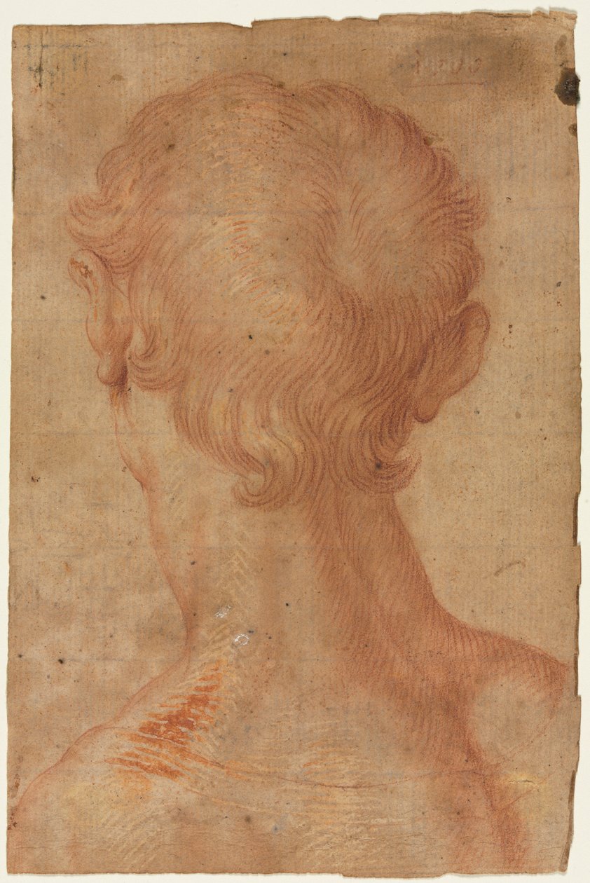 Männerkopf von hinten - Agnolo Bronzino