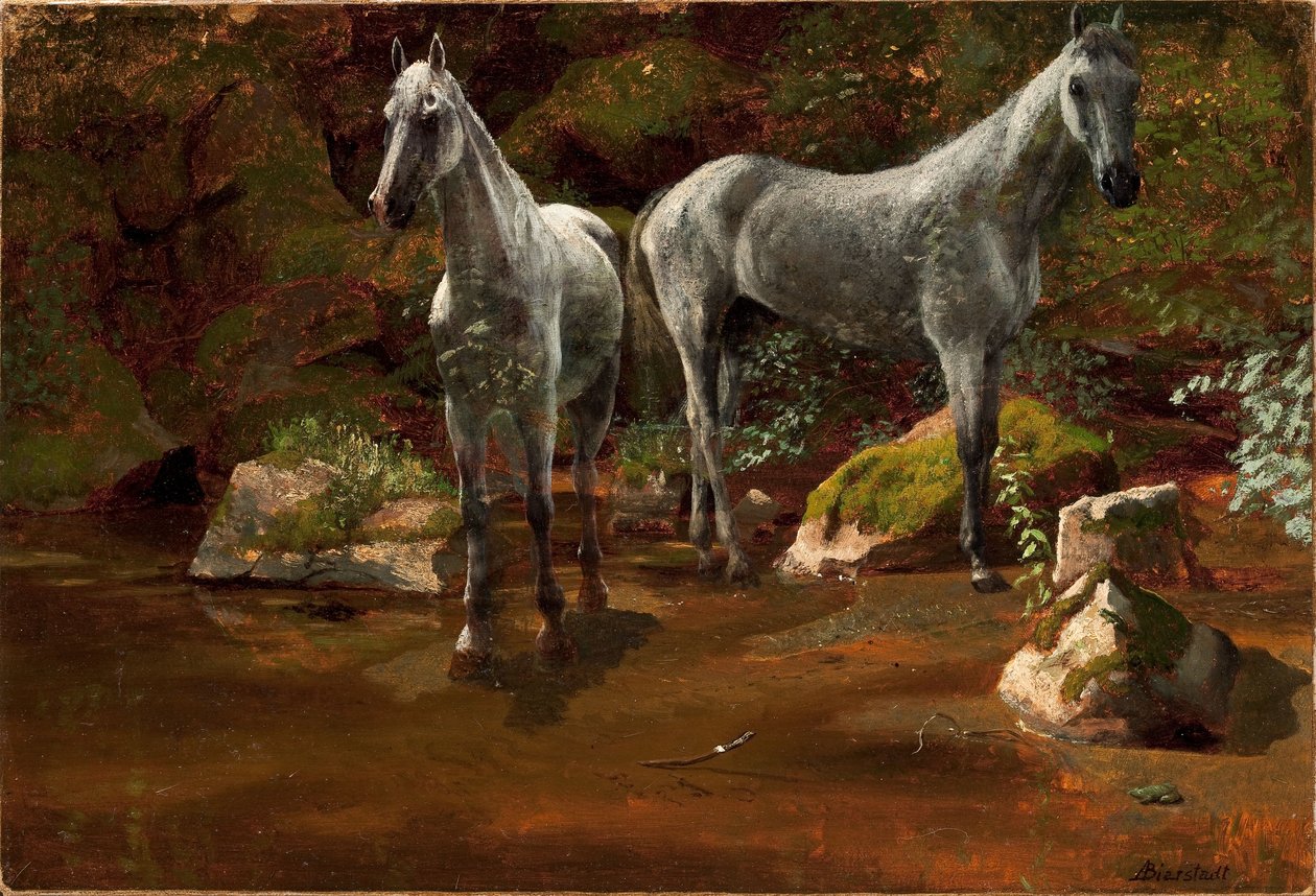 Étude de chevaux sauvages - Albert Bierstadt