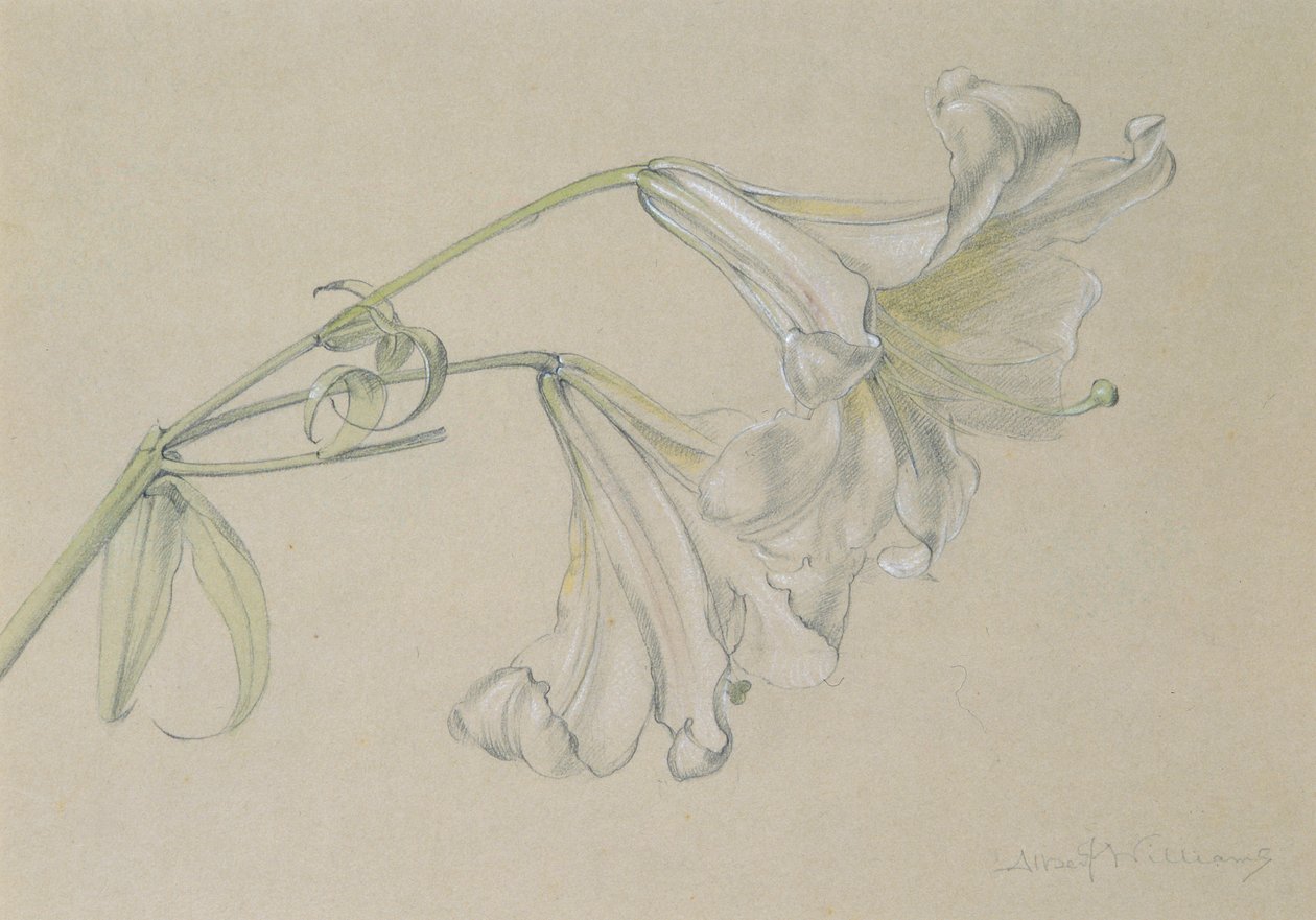 Lys - Albert Williams