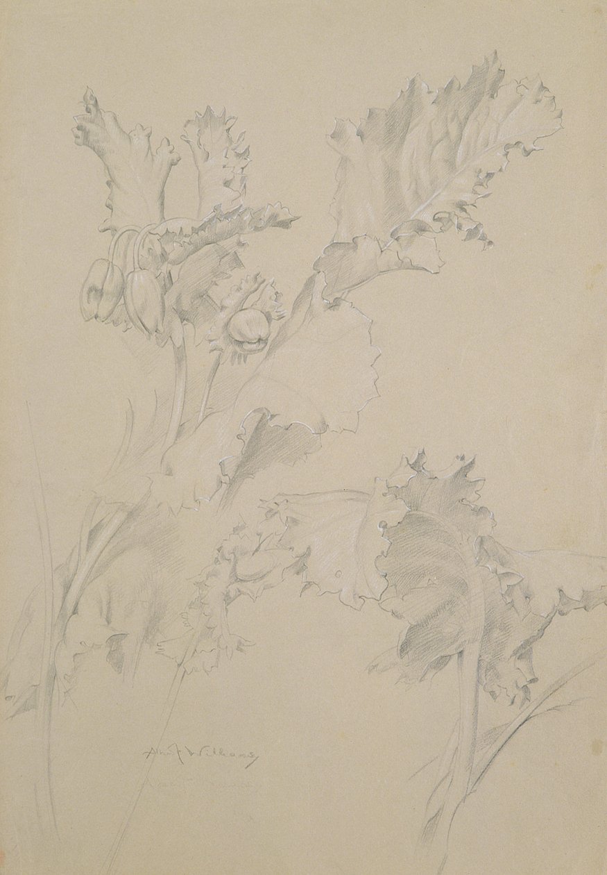 Feuilles de pavot - Albert Williams