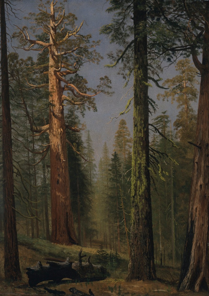 Le séquoia géant Grizzly, Mariposa Grove, Californie - Albert Bierstadt
