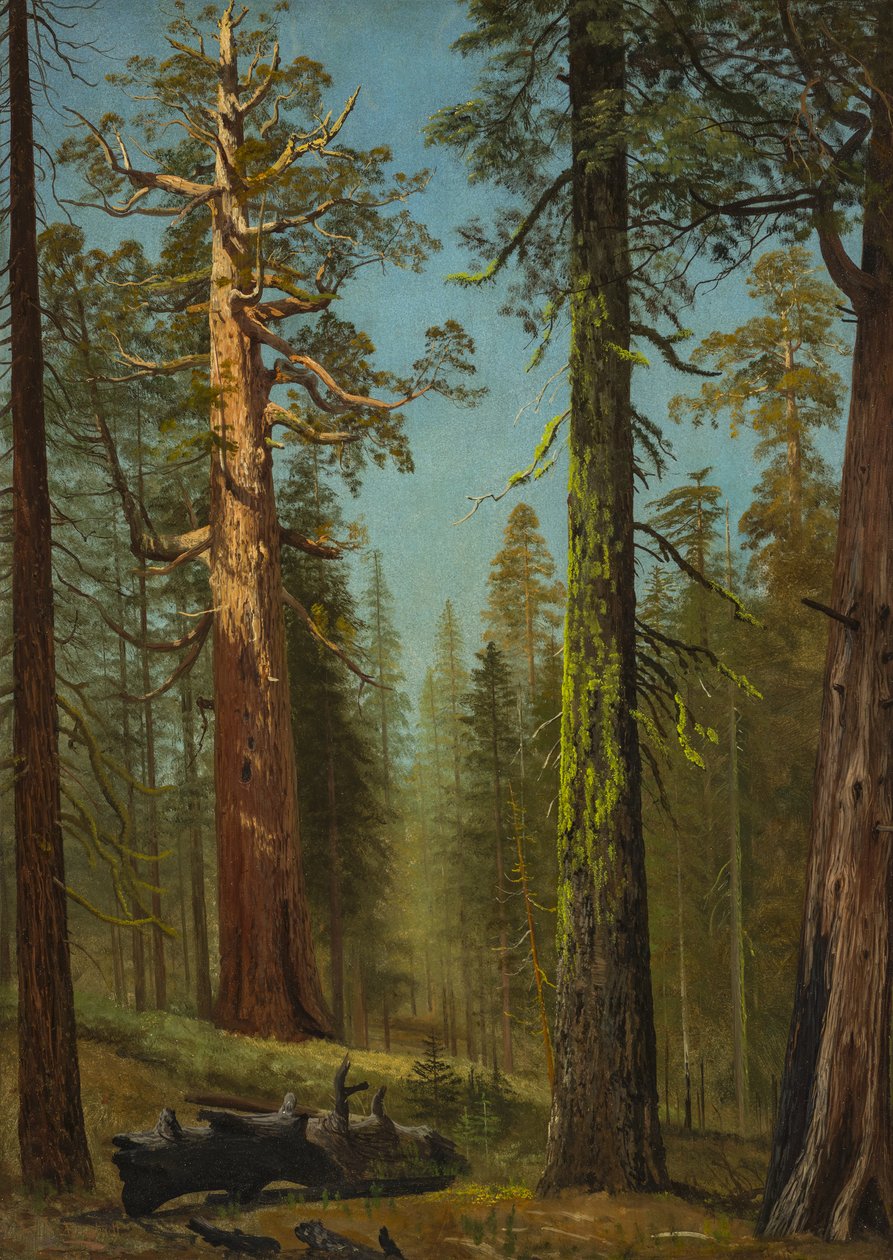 Le séquoia géant « Grizzly », Mariposa Grove, Californie - Albert Bierstadt
