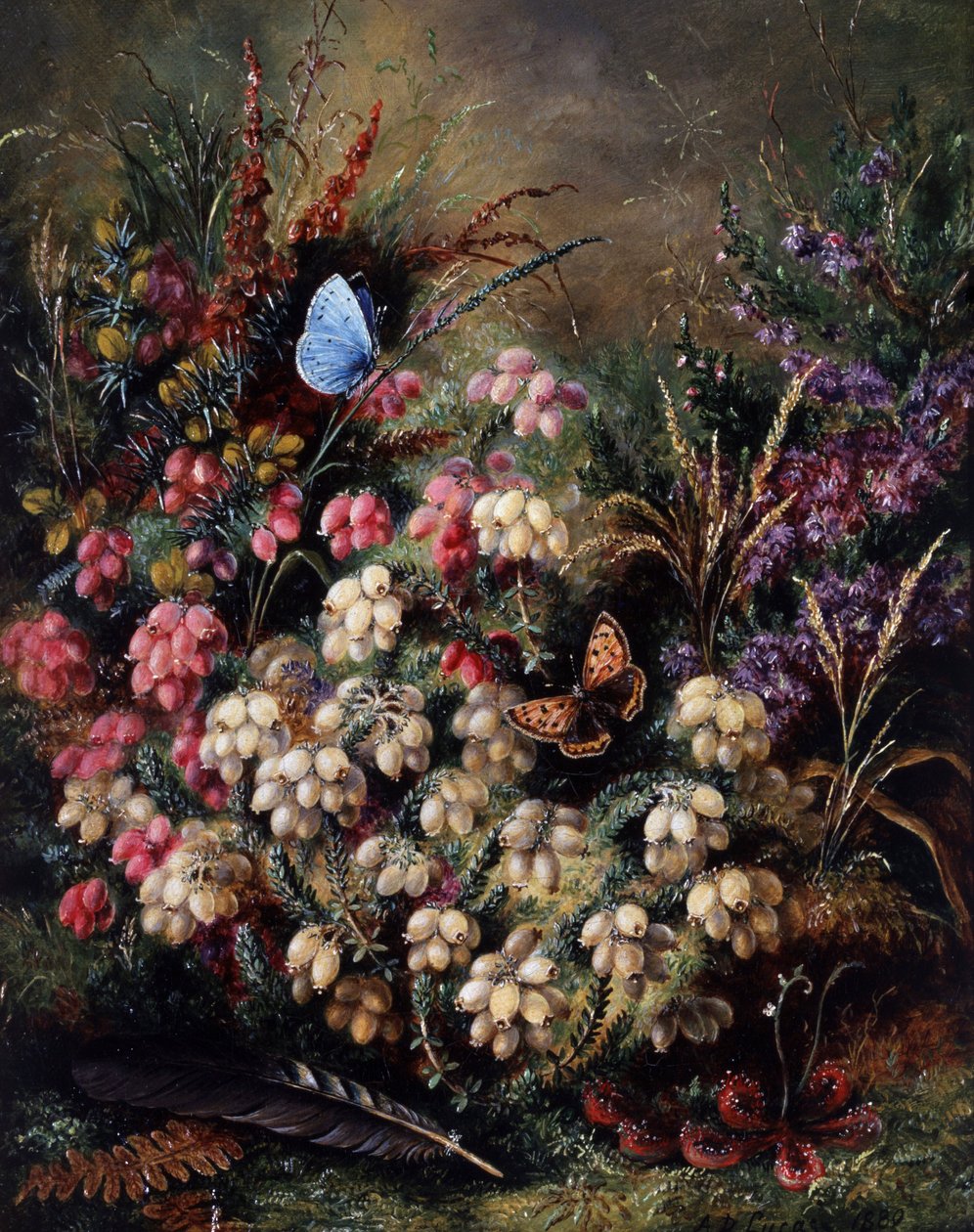 Papillon dans les bruyeres - Albert Durer Lucas