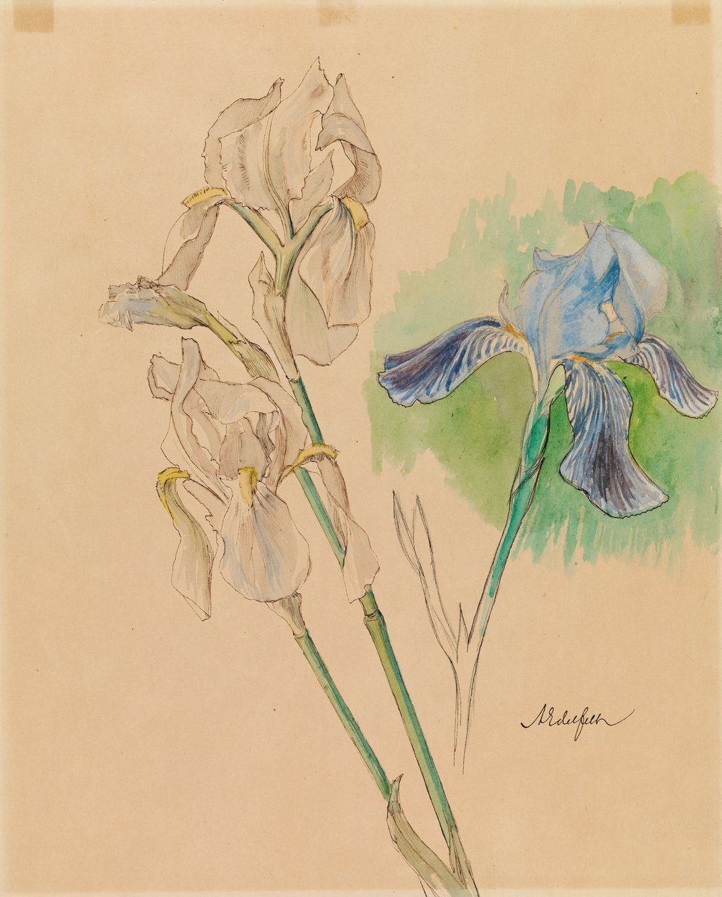 Iris - Albert Edelfelt