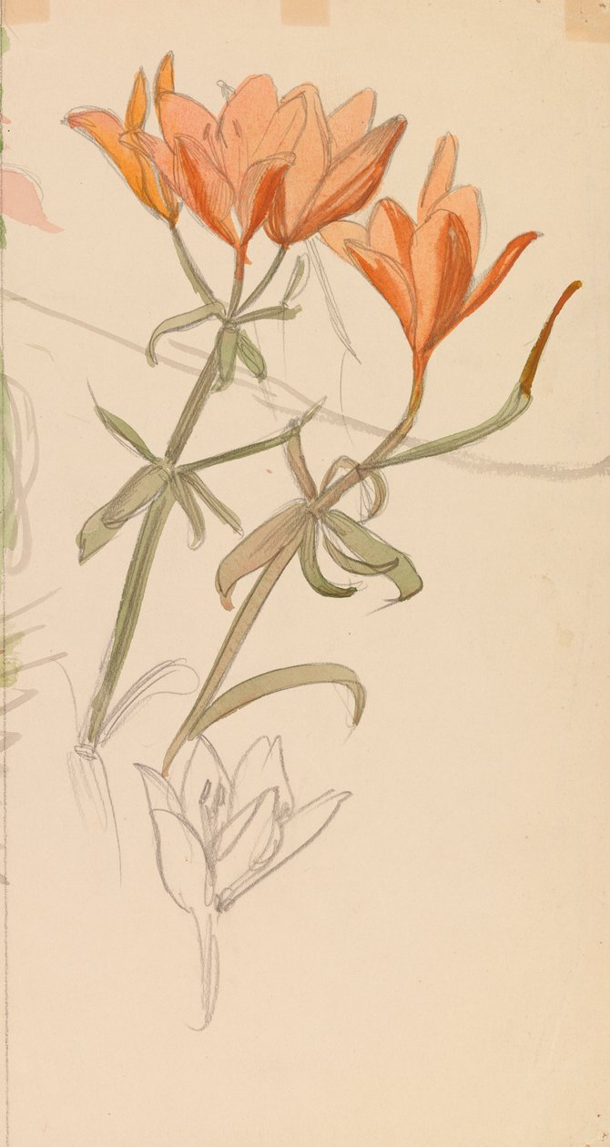 Orange Lilien - Albert Edelfelt