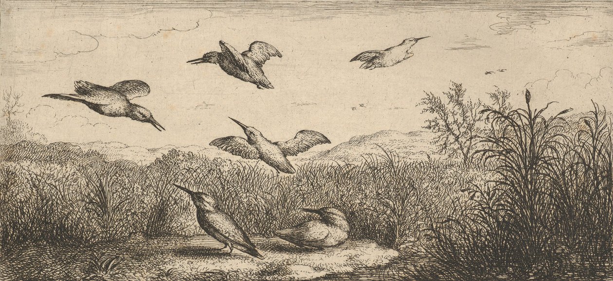 Alcedo, Martin-pêcheur Le Martin-pêcheur: Livre d