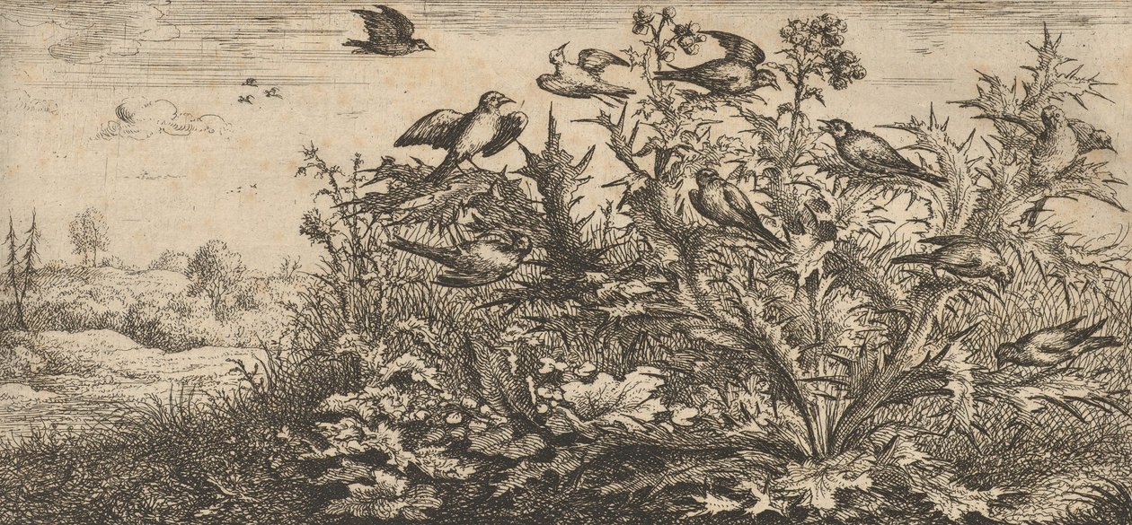 Carduelis, Chardonnet Le Chardonneret: Livre d