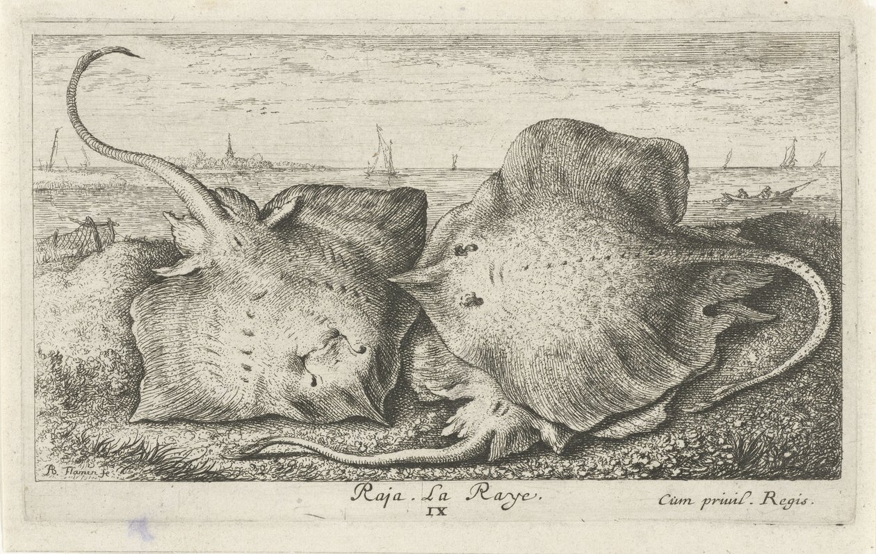 Trois raies sur la plage - Albert Flamen