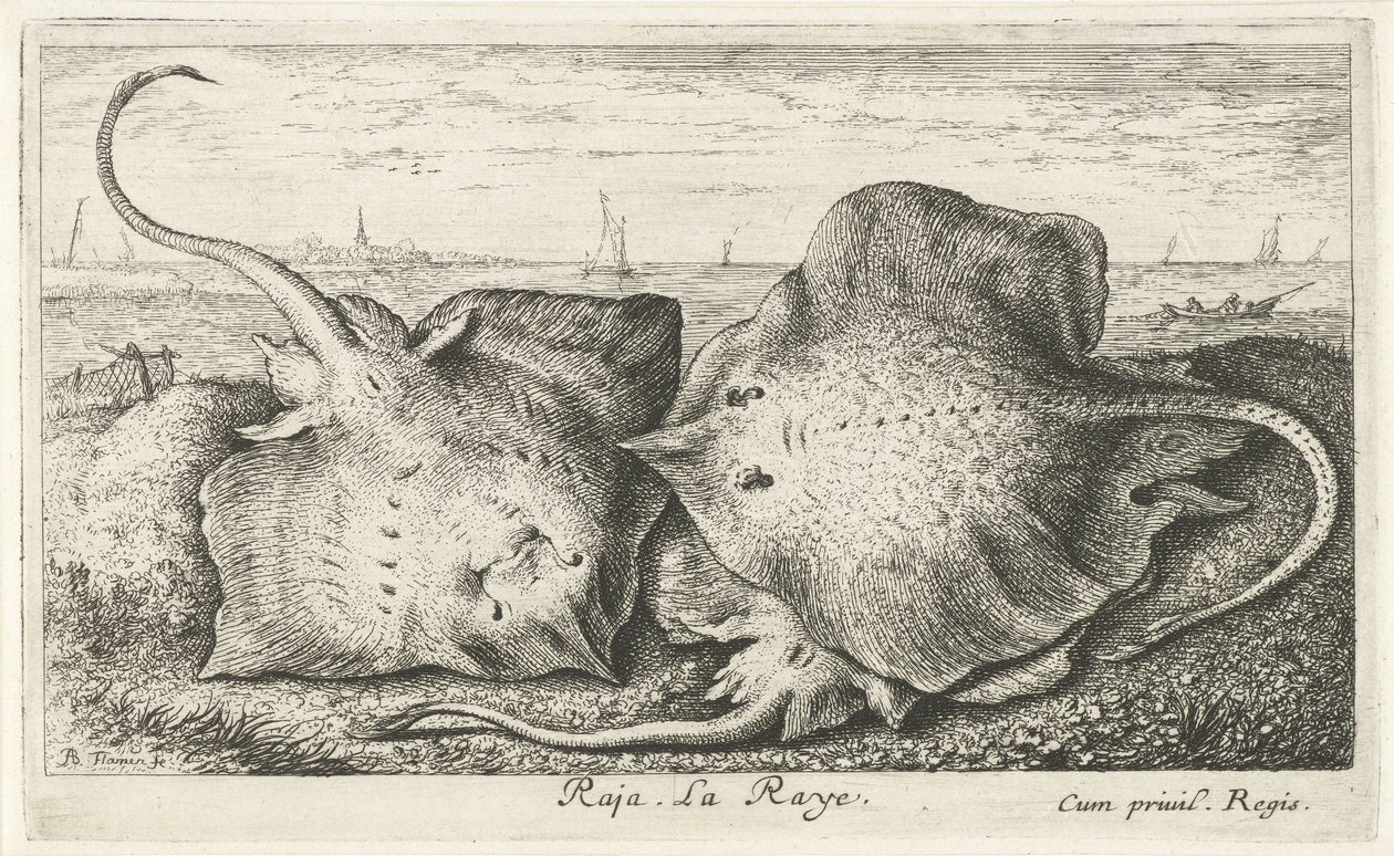 Trois raies sur la plage (Raja. La Raye.) (Vissen en andere zeedieren - zoutwater tweede reeks, Poissons de mer) - Albert Flamen
