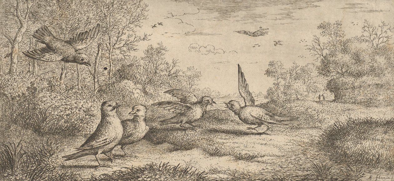 Garrulus, Gey Le Geai : Livre d