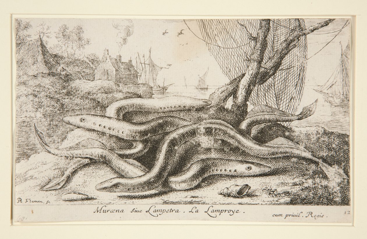 Muraena siue Lampetra. La Lamproie - Albert Flamen