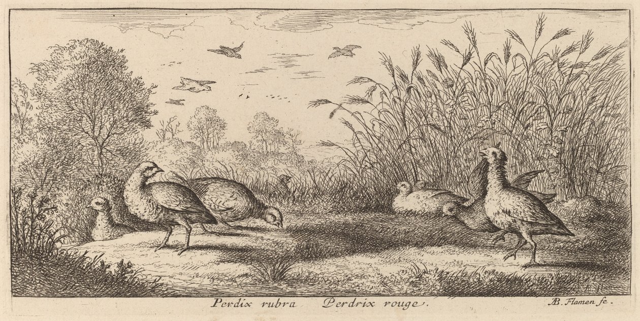Perdrix rouge - Albert Flamen