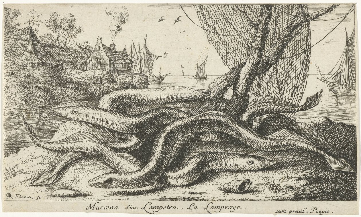 Lamproies de rivière sur une rive - Albert Flamen