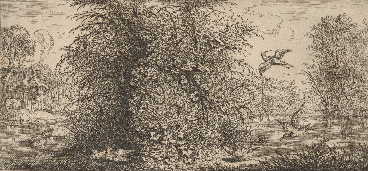 Rusticula minor, Bécassine Le Bécasseau : Livre d