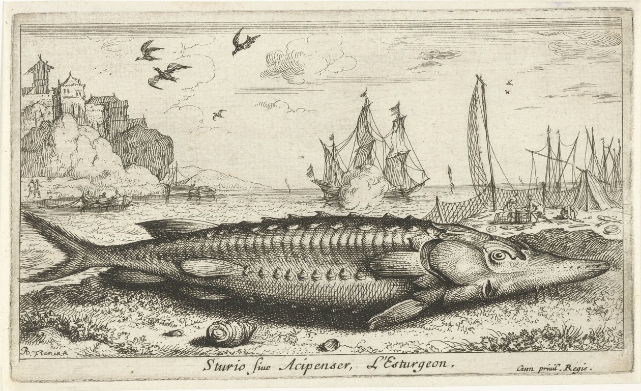 Esturgeon sur la plage - Albert Flamen