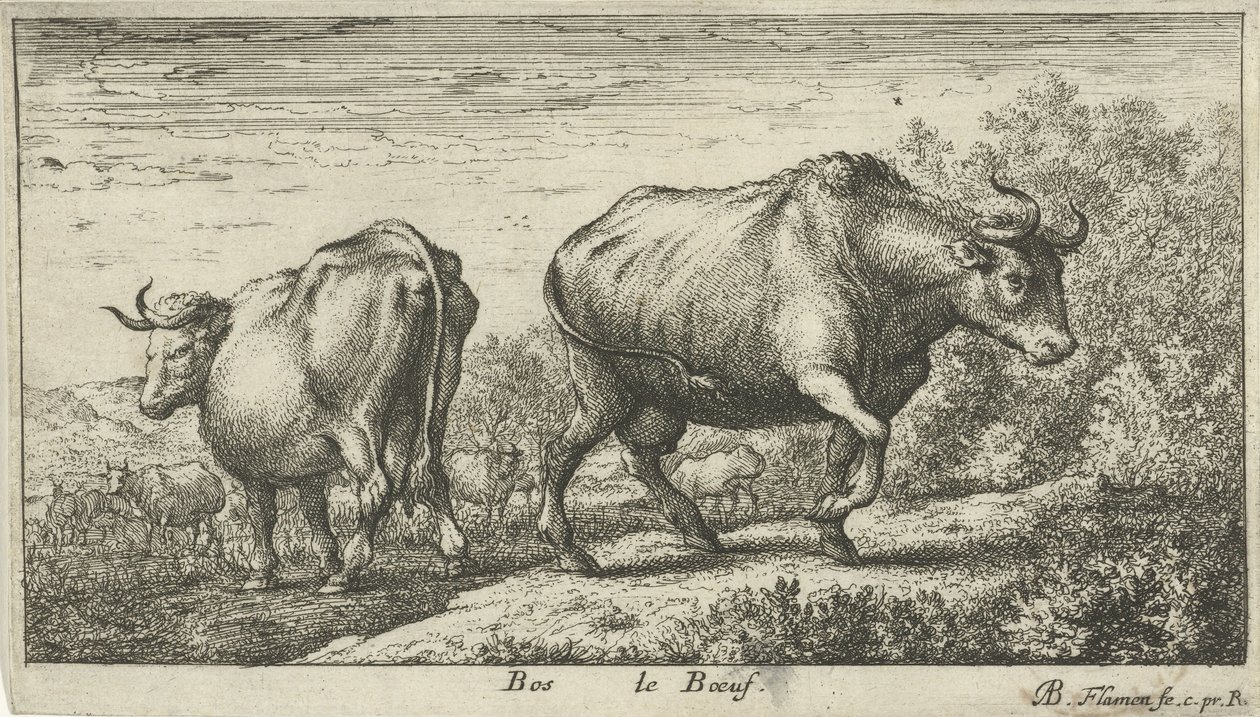 Taureaux - Albert Flamen