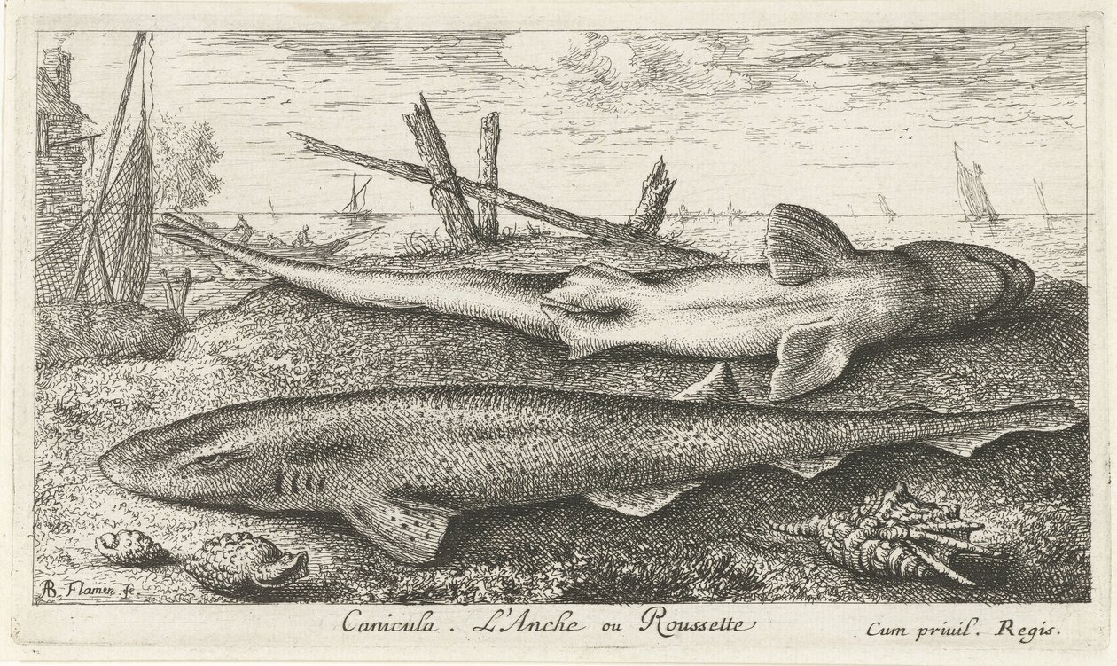 Deux roussettes sur la plage - Albert Flamen