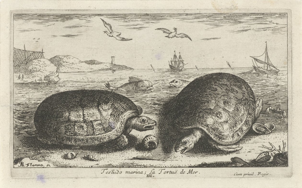 Deux tortues sur la plage (Testudo marina; La Tortuë de Mer) (Vissen en andere zeedieren - zoutwater tweede reeks, Poissons de mer) - Albert Flamen