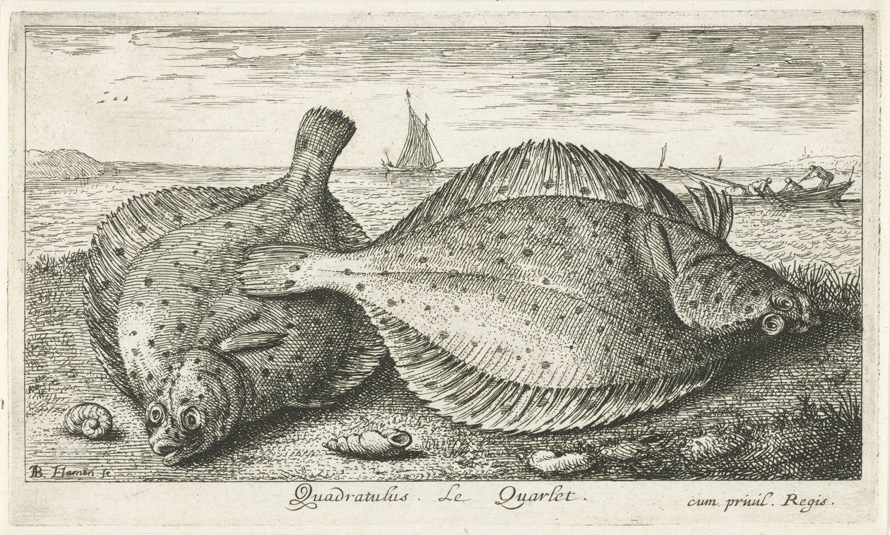 Deux plies sur la plage (Vissen en andere zeedieren - zoutwater derde reeks, Poissons de mer) - Albert Flamen