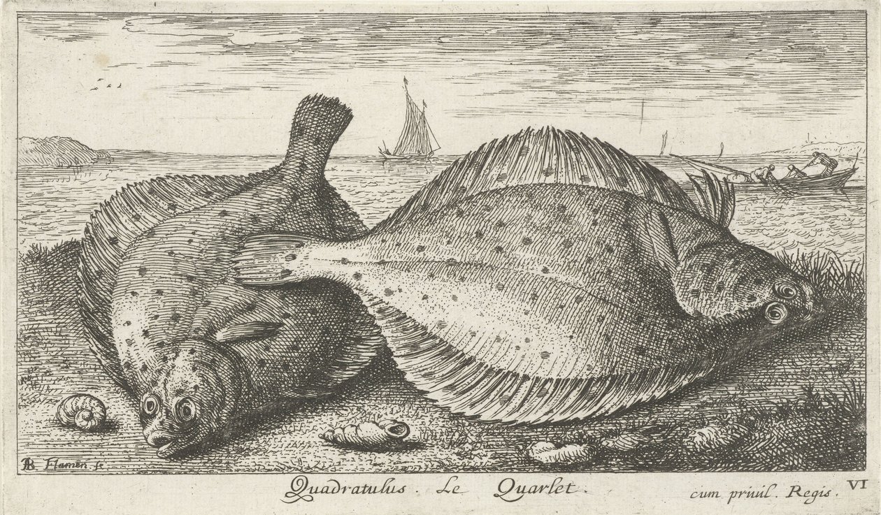 Deux plies sur la plage (Quadratulus. Le Quarlet.) (Vissen en andere zeedieren - zoutwater derde reeks, Poissons de mer) - Albert Flamen