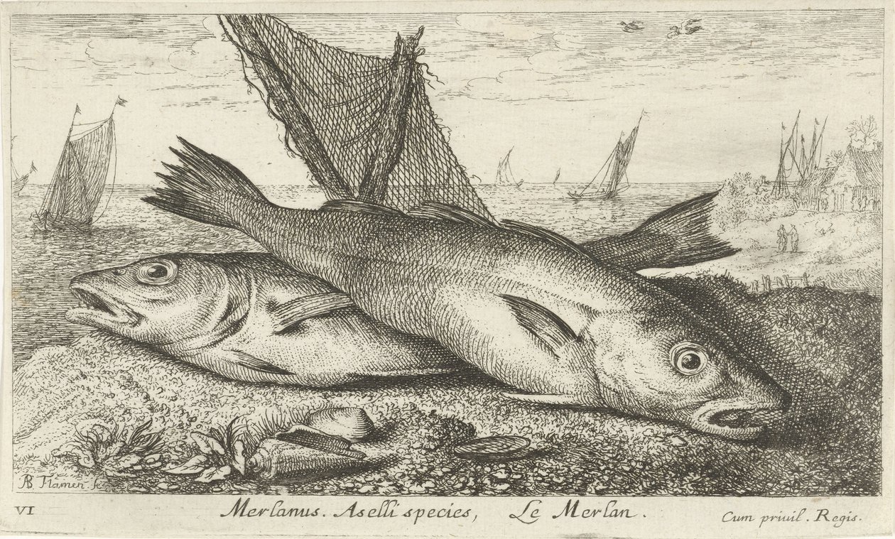 Deux merlans sur la plage (Merlanus. Aselli species, Le merlan) - Albert Flamen