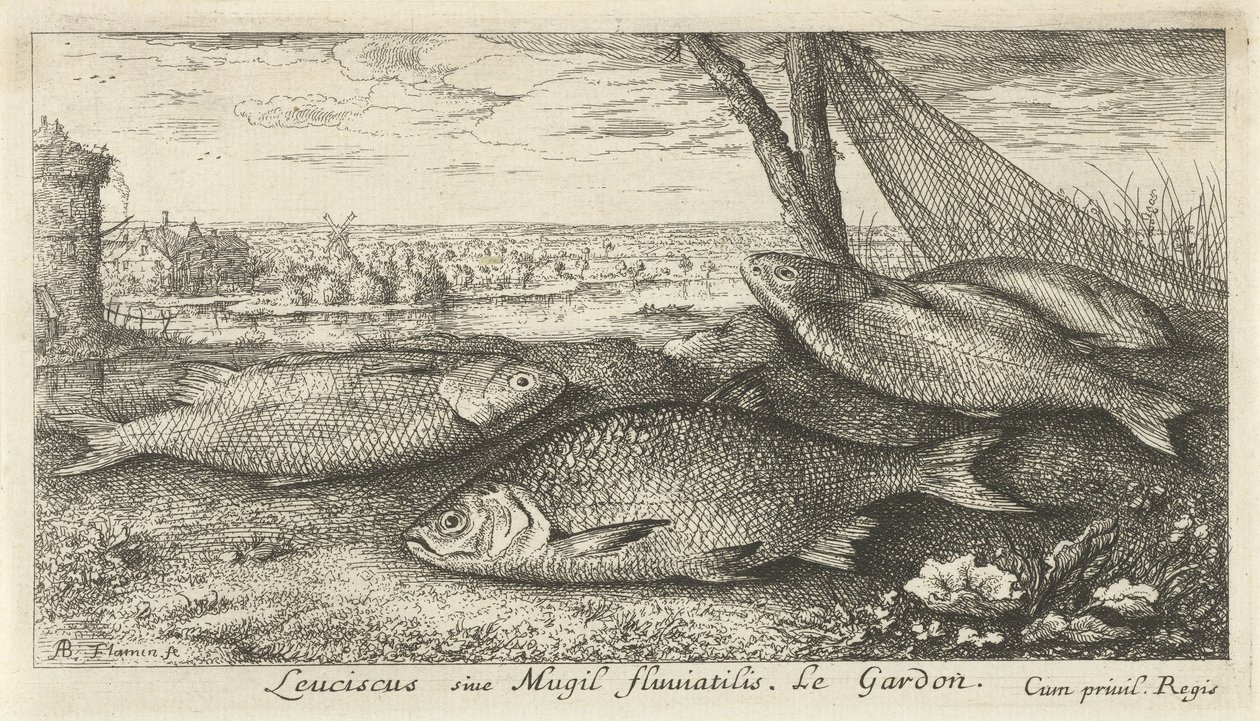Quatre gardons près d