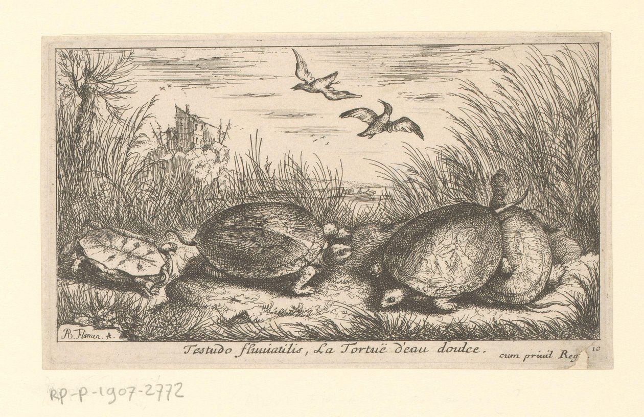 Quatre tortues d
