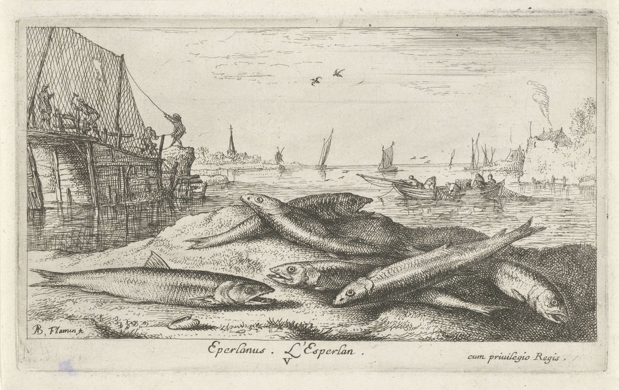 Six éperlans sur la plage (Eperlanus. L