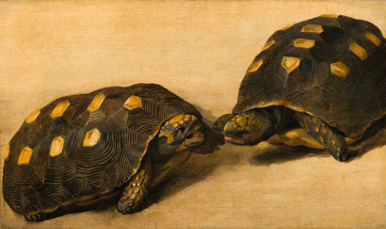 Étude de deux tortues brésiliennes - Albert van der Eeckhout