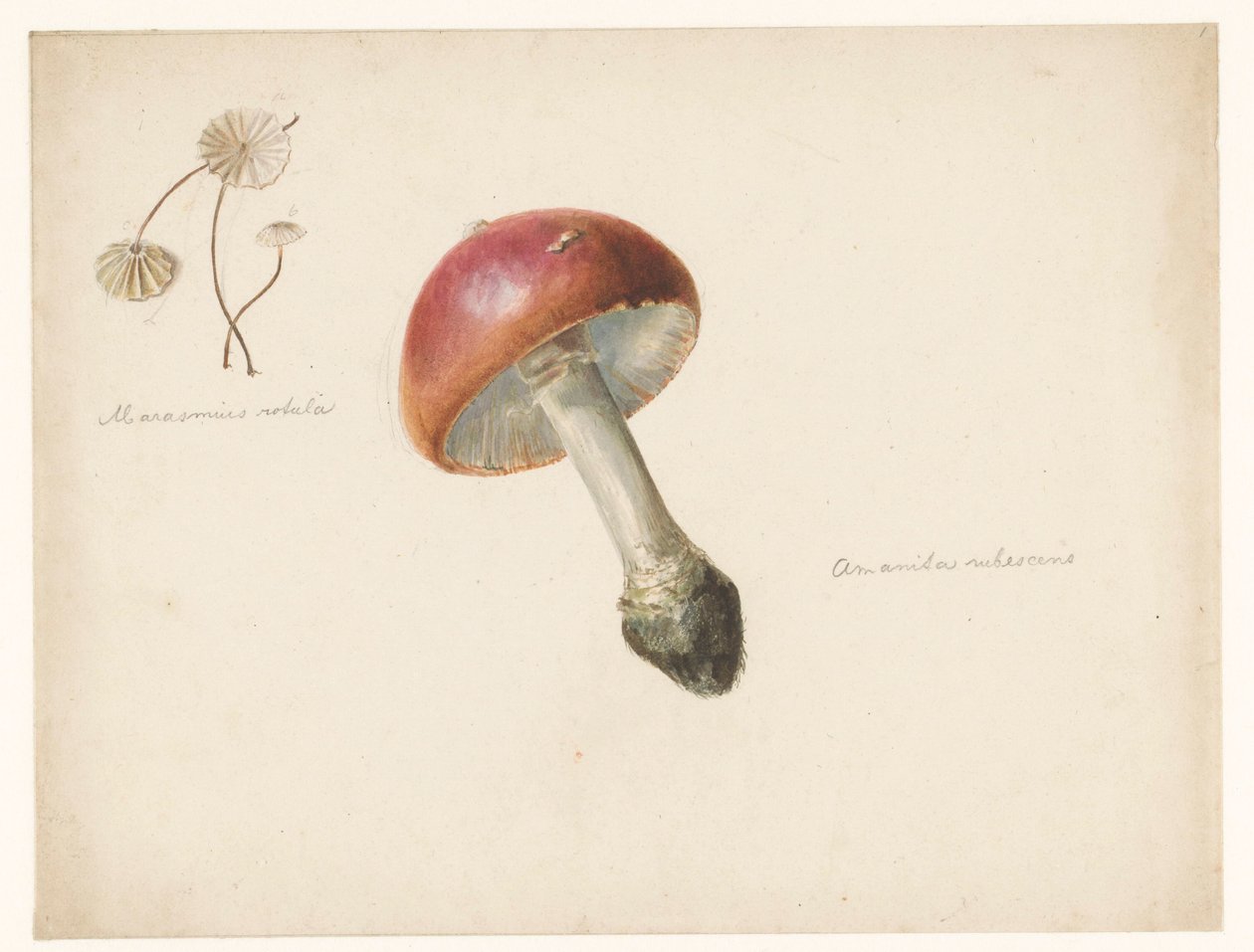 Feuille d