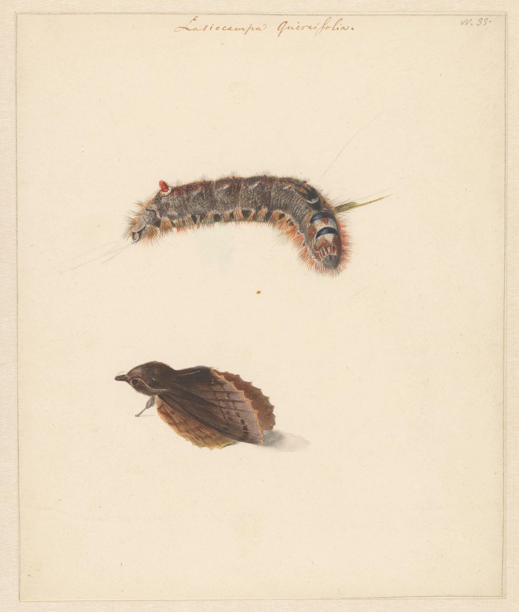 Feuille d