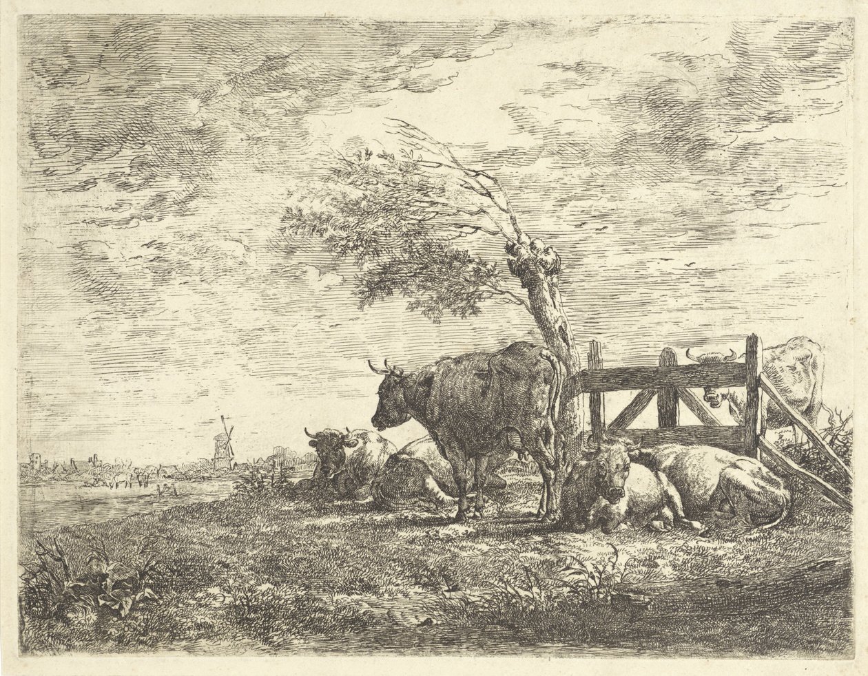 Vaches près d