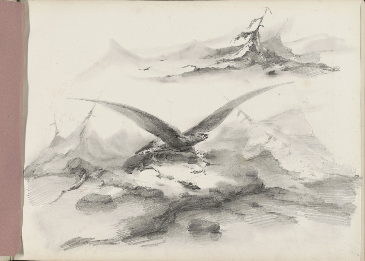 Aigle volant au-dessus d