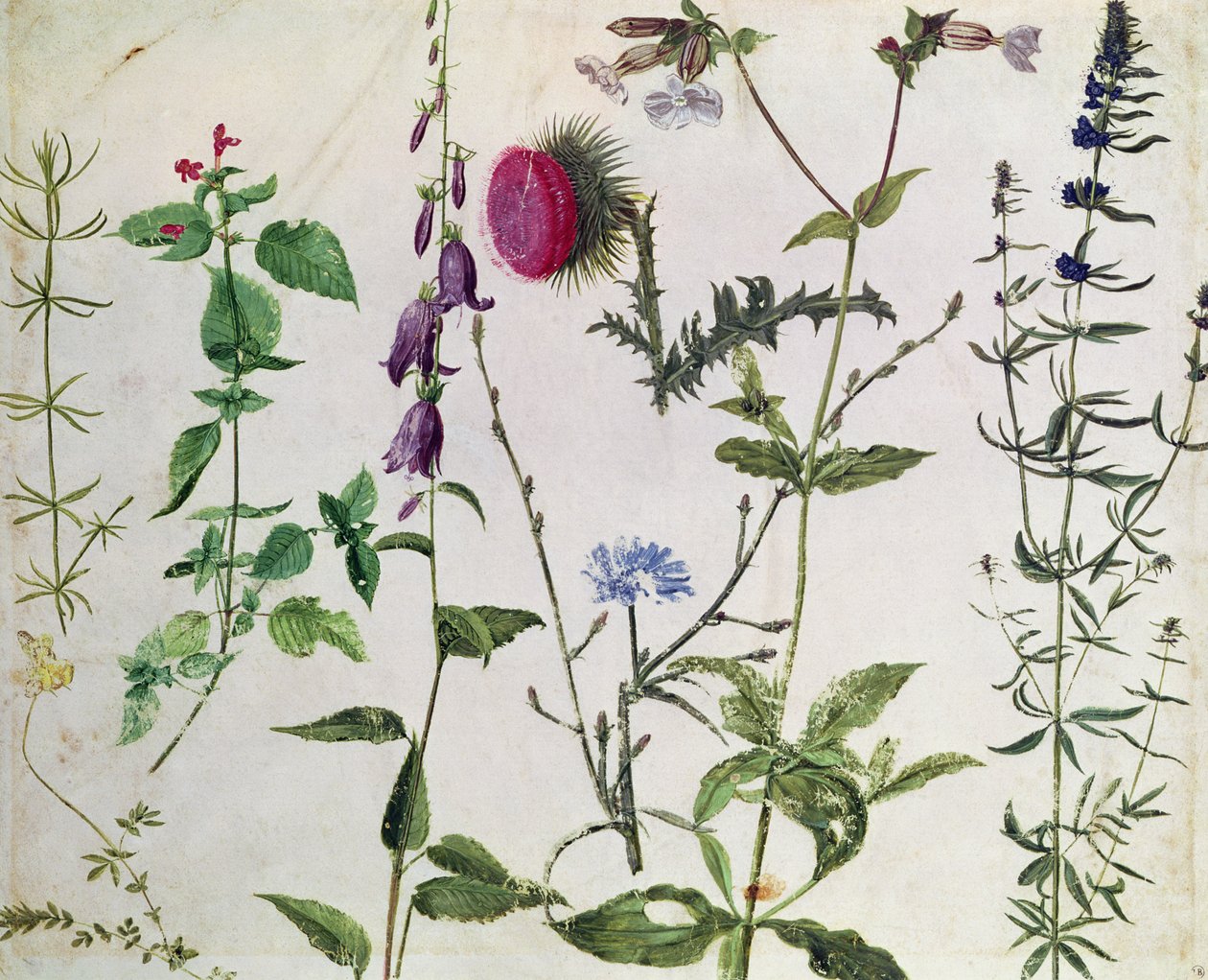 Huit études de fleurs sauvages - Albrecht Dürer