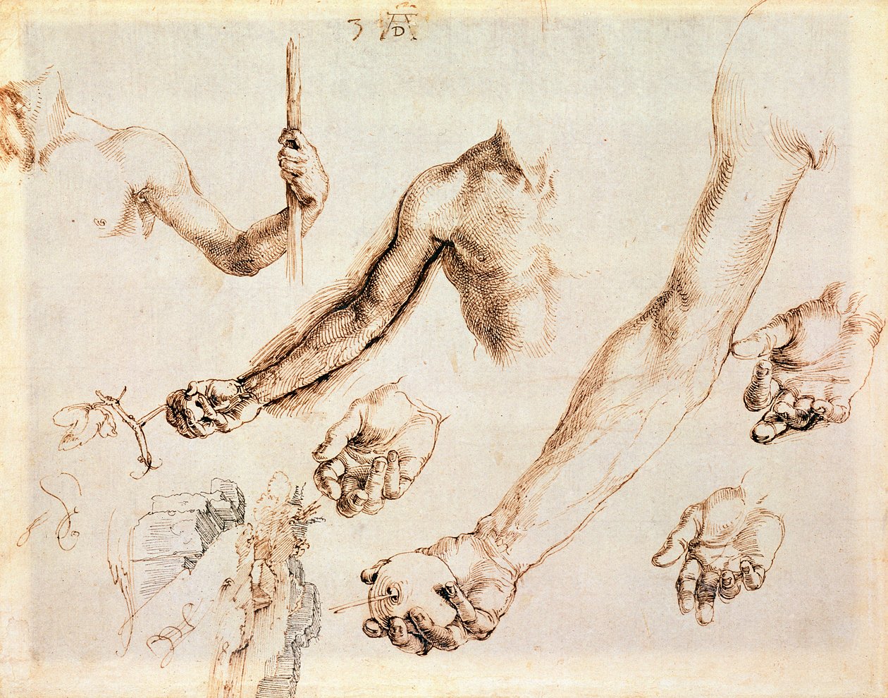 Étude de mains et bras masculins - Albrecht Dürer