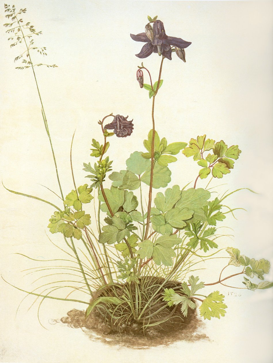 Ancolie, 1526 - Albrecht Dürer