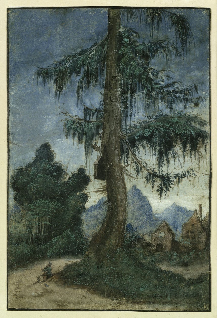 Paysage avec un épicéa - Albrecht Altdorfer