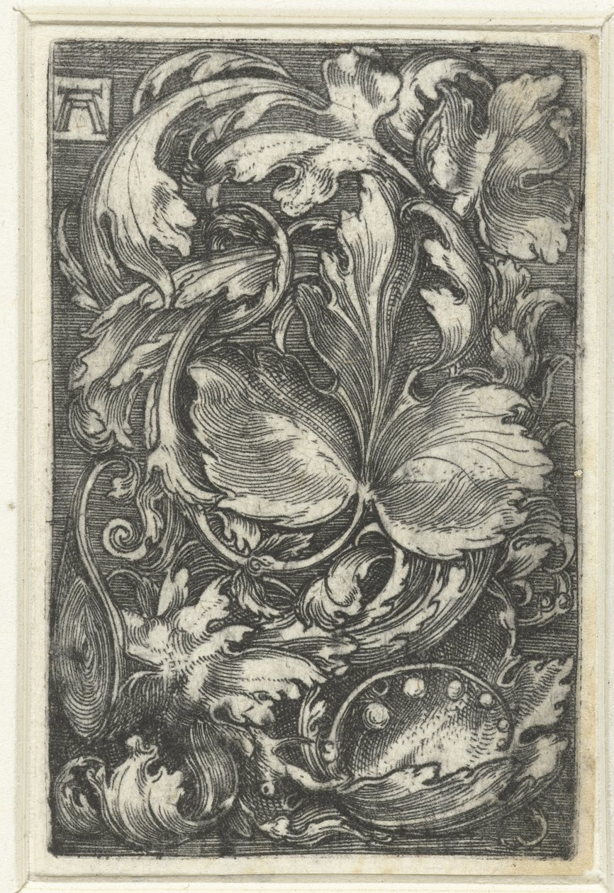 Ornement avec des rinceaux - Albrecht Altdorfer