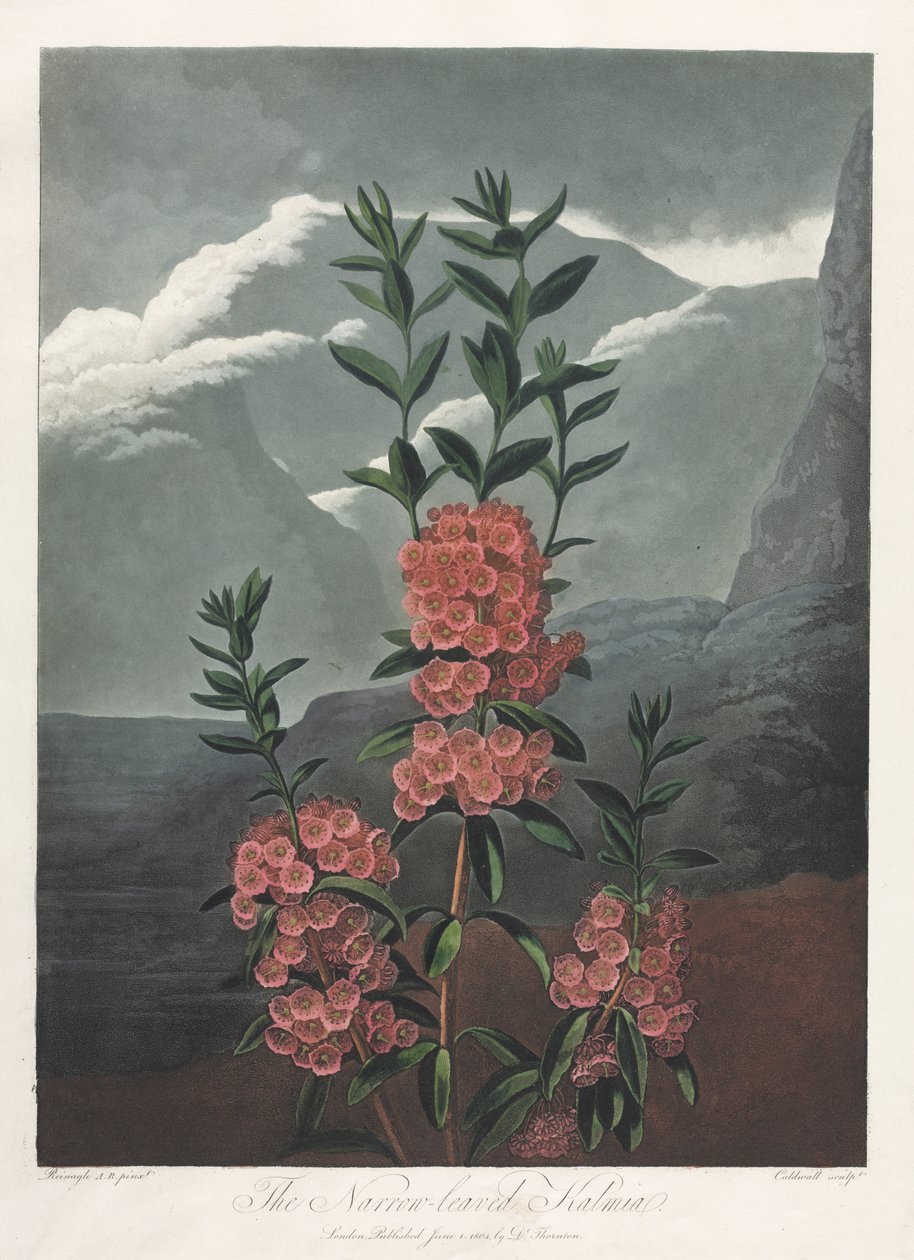 Le Temple de Flora, ou Jardin de la Nature : Le Kalmia à feuilles étroites - Albrecht Altdorfer