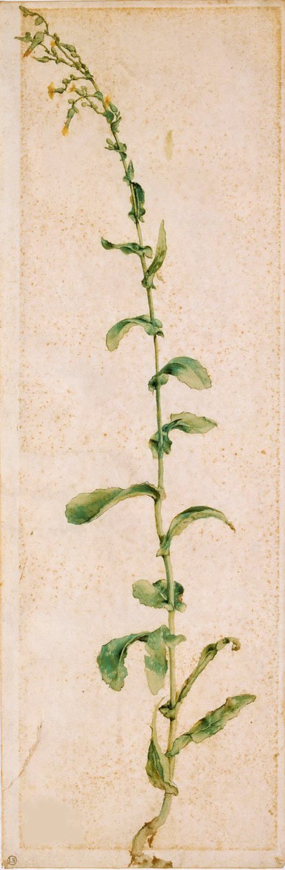 Une plante de tabac, premier quart du 16ème siècle - Albrecht Dürer