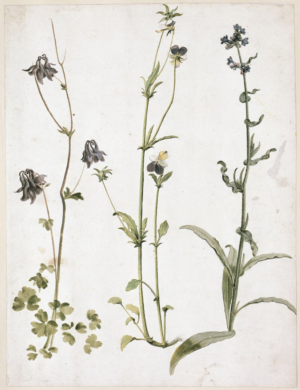 Ancolie, pensée et buglosse - Albrecht Dürer
