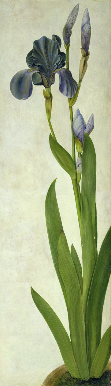 Un iris - Albrecht Dürer