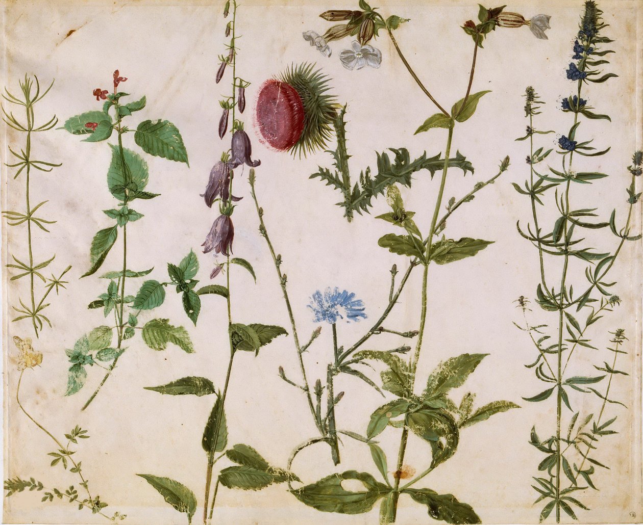 Huit études de fleurs sauvages, vers 1515-1520 - Albrecht Dürer