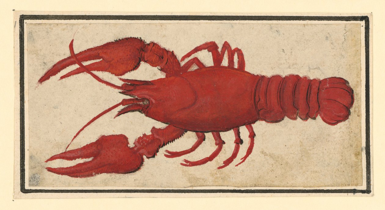 Écrevisse cuite, tournée vers la gauche - Albrecht Dürer