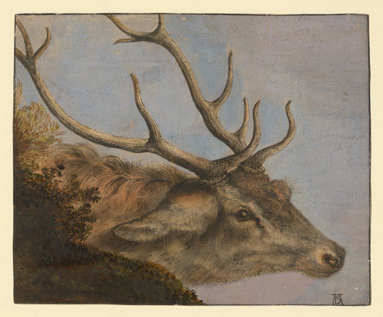 Tête de cerf - Albrecht Dürer