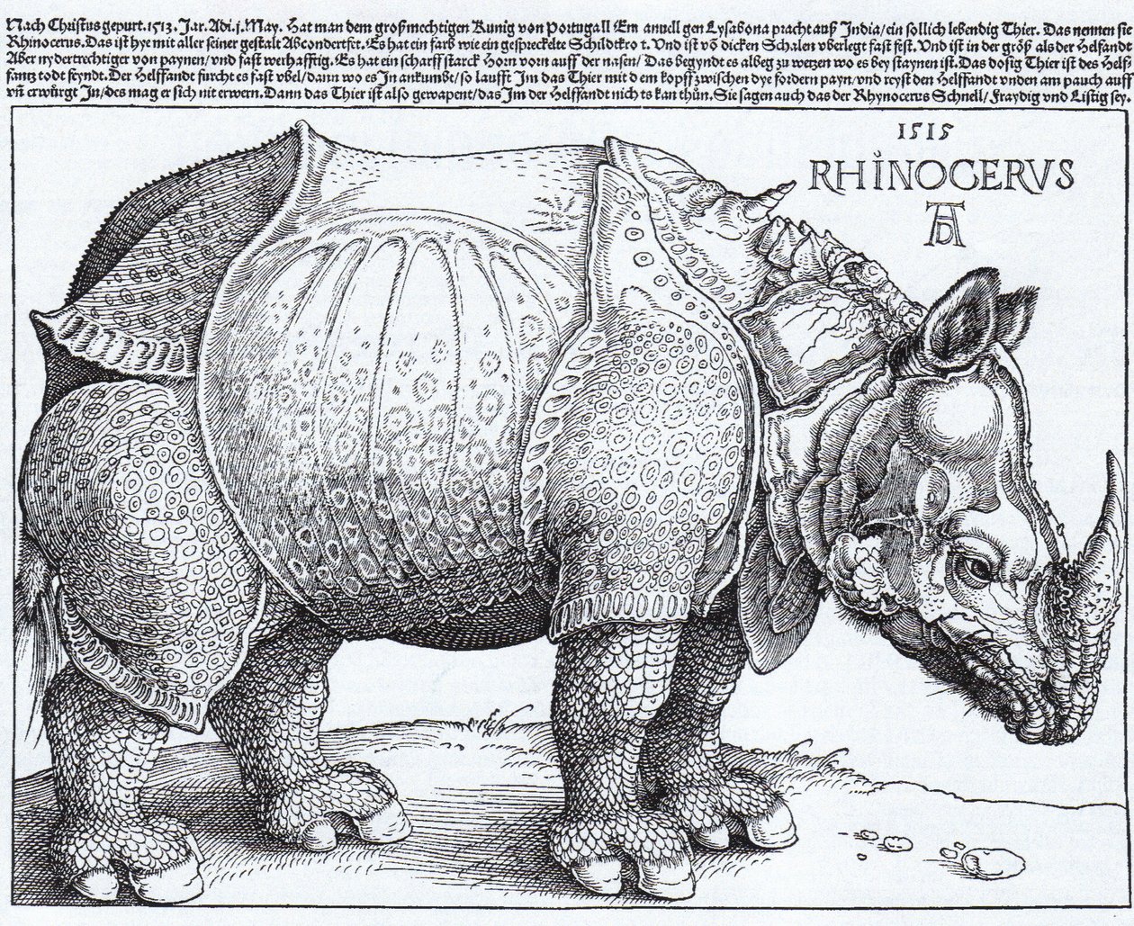 Latin :  Rhinocerus Le Rhinocéros - Albrecht Dürer